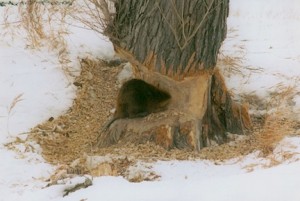 Beaver and tree
