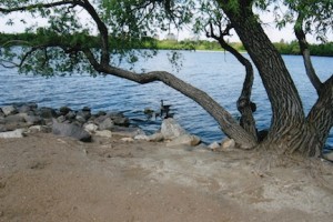 Waterfowl in the Lake