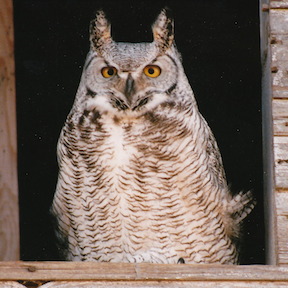 Owl photographed by Raymond W. Stilborn. 